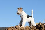 FOX TERRIER 394